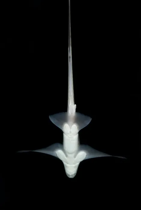 Framed Print : Ratfish / Ghost shark (Chimaera monstrosa) showing underside, Trondheimsfjorden, Norway Framed Print : Ratfish / Ghost shark (Chimaera monstrosa) showing underside, Trondheimsfjorden, Norway