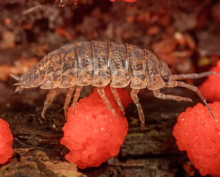Framed Print : Rathke's woodlouse (Trachelipus rathkii) crawling over slime mold (Tubifera ferruginosa), Pennsylvania, Montgomery County, USA. July