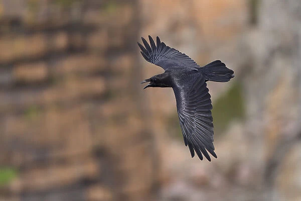 Raven (Corvus corax) calling in flight along cliff face, South Stack RSPB reserve