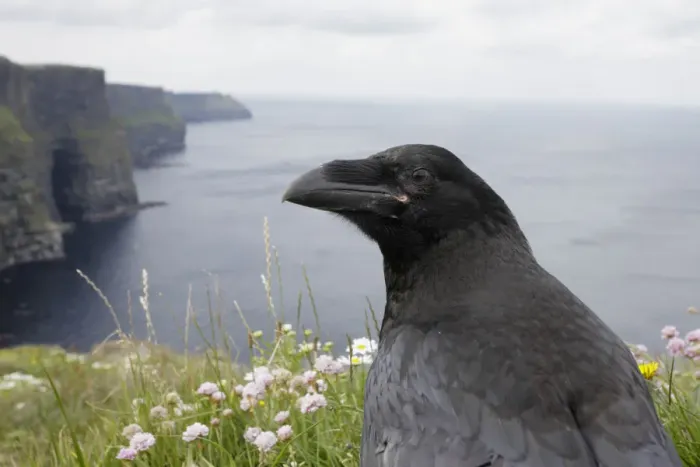 Framed Print : Raven (Corvus corax) on cliff top, Cliffs of Moher, The Burren, County Clare, Ireland