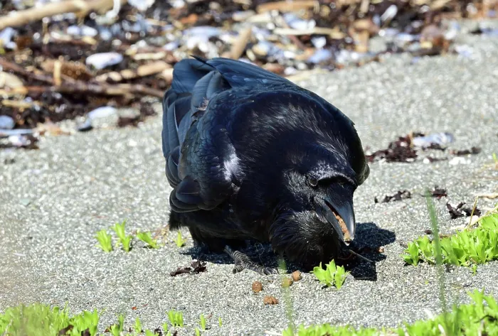 Framed Print : Raven (Corvus corax) collecting fallen pine seeds from beach, Juneau, Alaska, USA. May Framed Print : Raven (Corvus corax) collecting fallen pine seeds from beach, Juneau, Alaska, USA. May