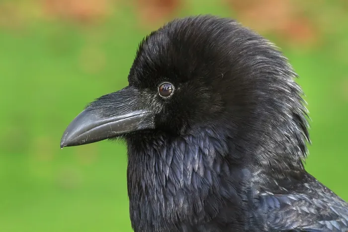 Framed Print : Raven (Corvus corax) head portrait, The Tower of London, London, England, UK. October Framed Print : Raven (Corvus corax) head portrait, The Tower of London, London, England, UK. October