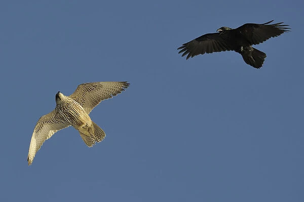 Raven (Corvus corax) mobbing Gyrfalcon (Falco rusticolus), Hornoya Island, Varanger Peninsula