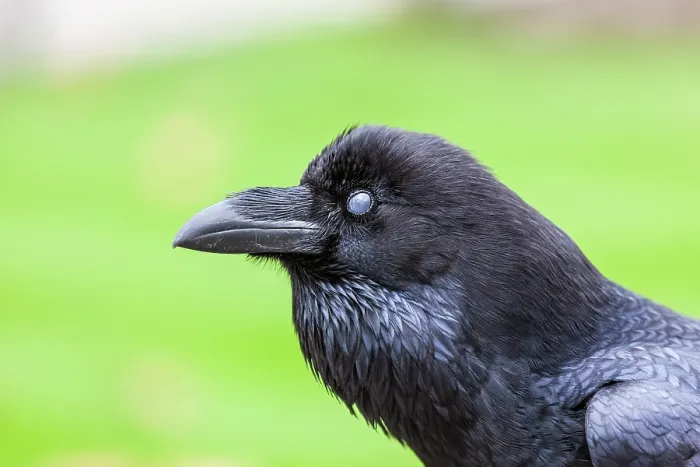 Framed Print : Raven (Corvus corax) with nictitating membrane closed, head portrait, The Tower of London, London, England, UK. October Framed Print : Raven (Corvus corax) with nictitating membrane closed, head portrait, The Tower of London, London, England, UK. October