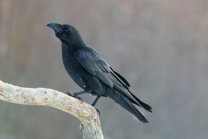 Framed Print : Raven (Corvus corax) perched on a branch. Bialowieza Forest UNESCO World Heritage Site, Poland. December Framed Print : Raven (Corvus corax) perched on a branch. Bialowieza Forest UNESCO World Heritage Site, Poland. December