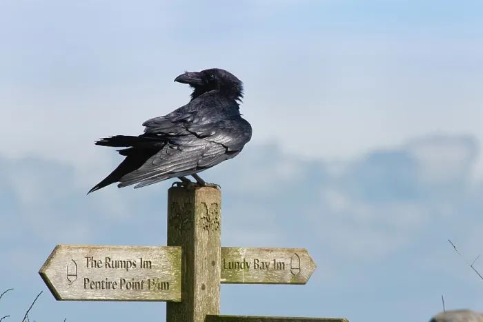 Framed Print : Raven (Corvus corax) perched on a coast path signpost, near Polzeath, Cornwall, England, UK. March Framed Print : Raven (Corvus corax) perched on a coast path signpost, near Polzeath, Cornwall, England, UK. March