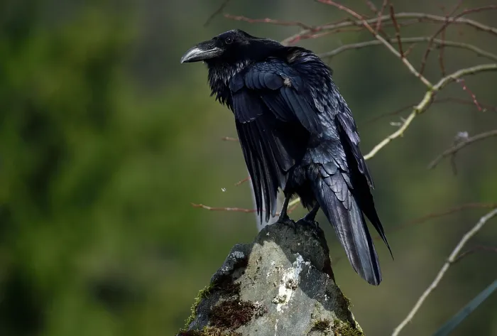 Framed Print : Raven (Corvus corax) perched on stone pillar, Juneau, Alaska, USA. May Framed Print : Raven (Corvus corax) perched on stone pillar, Juneau, Alaska, USA. May