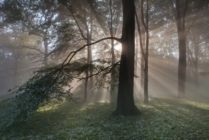 Framed Print : Rays of sunlight through mixed Beech (Fagus sp) / Oak (Quercus sp Framed Print : Rays of sunlight through mixed Beech (Fagus sp) / Oak (Quercus sp