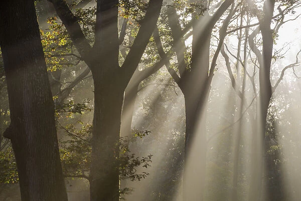 Rays of sunlight penetrating woodland, Rhinefield, The New Forest, Hampshire, UK. November 2012