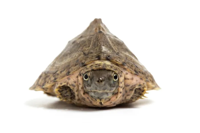 Framed Print : Razorback musk turtle (Sternotherus carinatus) juvenile, withdrawn into shell, portrait, USA Framed Print : Razorback musk turtle (Sternotherus carinatus) juvenile, withdrawn into shell, portrait, USA