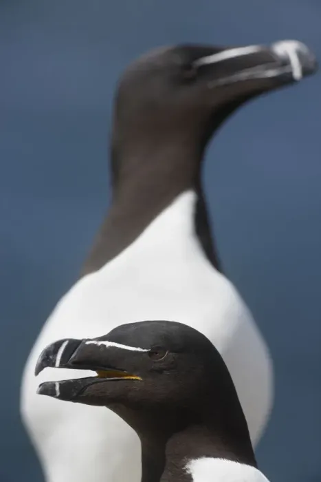 Framed Print : Razorbill (Alca torda) calling, Saltee Islands, County Wexford, Ireland, June 2009 Framed Print : Razorbill (Alca torda) calling, Saltee Islands, County Wexford, Ireland, June 2009