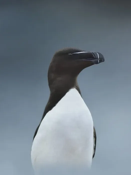 Framed Print : Razorbill (Alca torda) Great Saltee Island, County Wexford, Ireland, June Framed Print : Razorbill (Alca torda) Great Saltee Island, County Wexford, Ireland, June