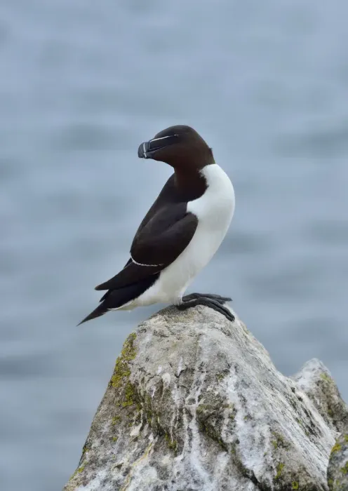 Framed Print : Razorbill (Alca torda) Great Saltee Island, County Wexford, Ireland, June Framed Print : Razorbill (Alca torda) Great Saltee Island, County Wexford, Ireland, June