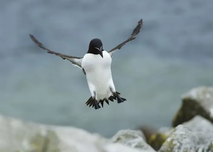 Framed Print : Razorbill (Alca torda) landing, Great Saltee Island, County Wexford, Ireland, June