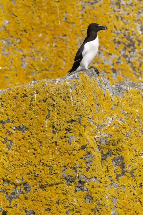 Framed Print : Razorbill (Alca torda) orange sea lichen (Caloplaca marina) covered roch behind, Shiant Isles Framed Print : Razorbill (Alca torda) orange sea lichen (Caloplaca marina) covered roch behind, Shiant Isles
