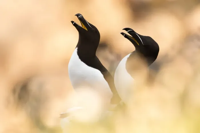 Framed Print : Razorbill (Alca torda) pair calling, between soft focus vegetation. Great Saltee Framed Print : Razorbill (Alca torda) pair calling, between soft focus vegetation. Great Saltee