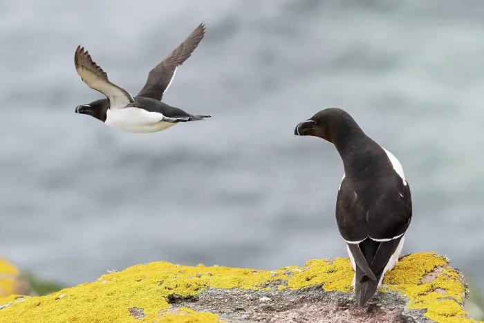 Framed Print : Razorbill (Alca torda) perched on cliff with another in flight, Handa Island Nature Reserve, Sutherland, Scotland, UK. July Framed Print : Razorbill (Alca torda) perched on cliff with another in flight, Handa Island Nature Reserve, Sutherland, Scotland, UK. July
