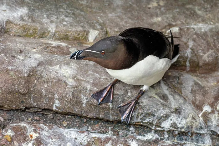Framed Print : Razorbill (Alca torda) resting on rock ledge, Handa Island Nature Reserve, Sutherland, Scotland, UK. July