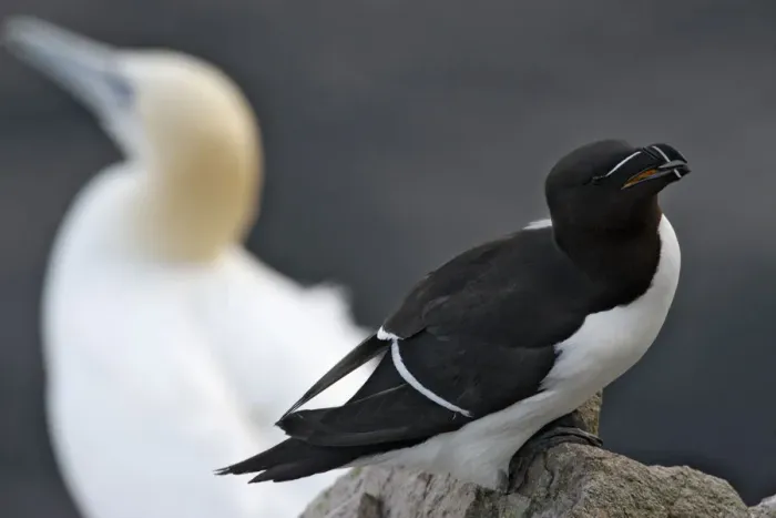Framed Print : Razorbill (Alca torda) on rock with a Gannet (Morus bassanus / Sula bassana) behind Framed Print : Razorbill (Alca torda) on rock with a Gannet (Morus bassanus / Sula bassana) behind