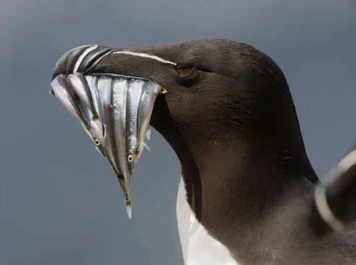 Framed Print : Razorbill (Alca torda) with sandeels in beak, Saltee Islands, County Wexford, Ireland Framed Print : Razorbill (Alca torda) with sandeels in beak, Saltee Islands, County Wexford, Ireland
