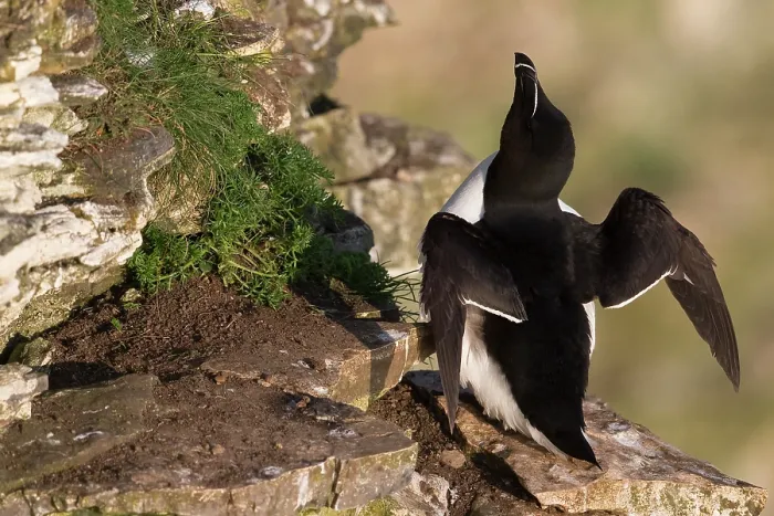 Framed Print : Razorbill (Alca torda) summer plumage, perched on rock ledge, Bempton Cliffs, Yorkshire, England, UK. June Framed Print : Razorbill (Alca torda) summer plumage, perched on rock ledge, Bempton Cliffs, Yorkshire, England, UK. June