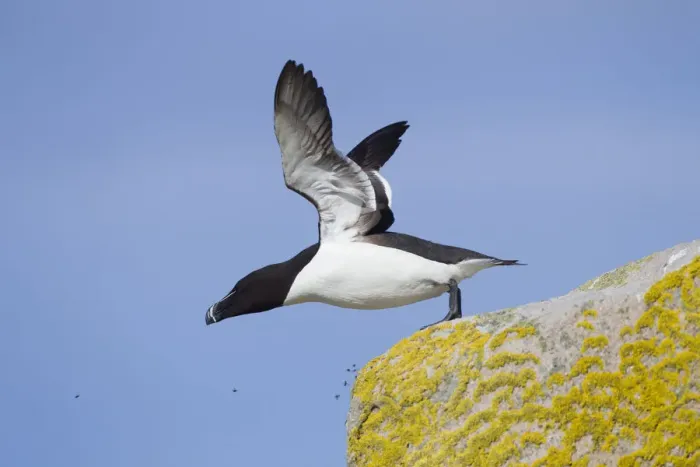Framed Print : Razorbill (Alca torda) taking off from cliff. June 2010 Framed Print : Razorbill (Alca torda) taking off from cliff. June 2010