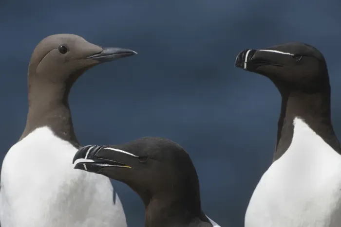 Framed Print : Two Razorbills (Alca torda) and a Common guillemot (Uria aalge) Saltee Islands, County Wexford