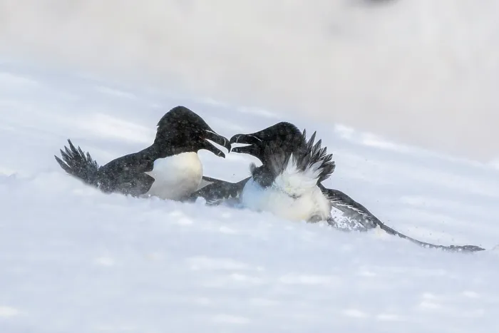 Framed Print : Two Razorbills (Alca torda) fighting in a snow storm, Hornoya, Varanger, Finnmark, Norway. March Framed Print : Two Razorbills (Alca torda) fighting in a snow storm, Hornoya, Varanger, Finnmark, Norway. March