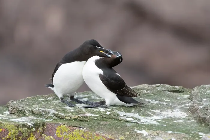 Framed Print : Razorbills (Alca torda) pair, perched on rock mutual preening, Handa Island Nature Reserve, Sutherland, Scotland, UK. July Framed Print : Razorbills (Alca torda) pair, perched on rock mutual preening, Handa Island Nature Reserve, Sutherland, Scotland, UK. July
