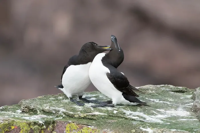 Framed Print : Razorbills (Alca torda) pair, perched on rock mutual preening, Handa Island Nature Reserve, Sutherland, Scotland, UK. July Framed Print : Razorbills (Alca torda) pair, perched on rock mutual preening, Handa Island Nature Reserve, Sutherland, Scotland, UK. July