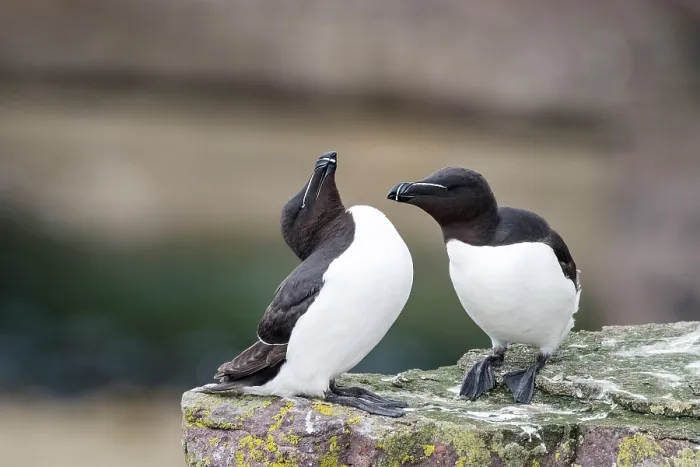 Framed Print : Razorbills (Alca torda) pair, perched on rock preparing for mutual preening, Handa Island Nature Reserve, Sutherland, Scotland, UK. July Framed Print : Razorbills (Alca torda) pair, perched on rock preparing for mutual preening, Handa Island Nature Reserve, Sutherland, Scotland, UK. July