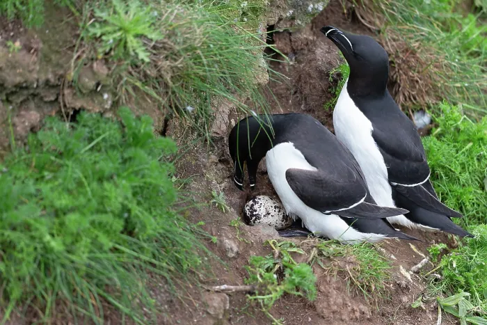 Framed Print : Razorbills (Alca torda) pair in summer plumage, on nest with egg, Bempton Cliffs, Yorkshire, England, UK. June Framed Print : Razorbills (Alca torda) pair in summer plumage, on nest with egg, Bempton Cliffs, Yorkshire, England, UK. June