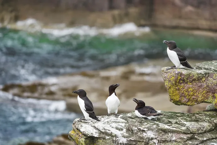 Framed Print : Four Razorbills (Alca torda) perched on coastal rocks, Handa Island Nature Reserve, Sutherland, Scotland, UK. July Framed Print : Four Razorbills (Alca torda) perched on coastal rocks, Handa Island Nature Reserve, Sutherland, Scotland, UK. July