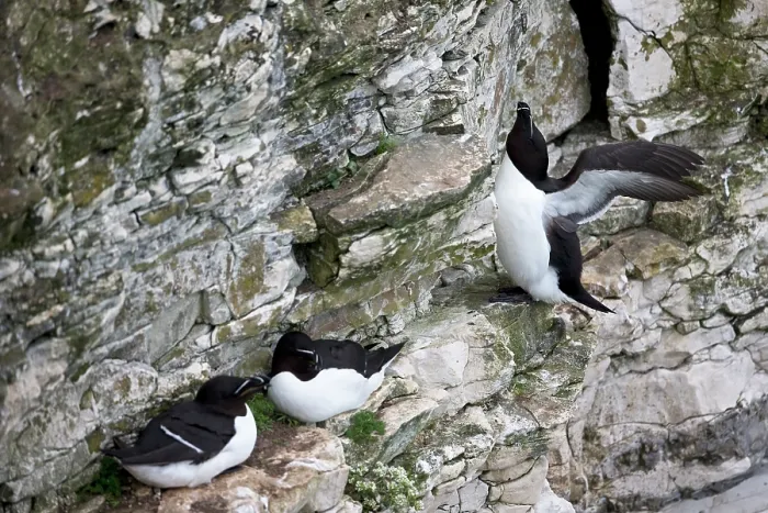 Framed Print : Three Razorbills (Alca torda) in summer plumage, perched on cliff face, Bempton Cliffs, Yorkshire, England, UK. June Framed Print : Three Razorbills (Alca torda) in summer plumage, perched on cliff face, Bempton Cliffs, Yorkshire, England, UK. June