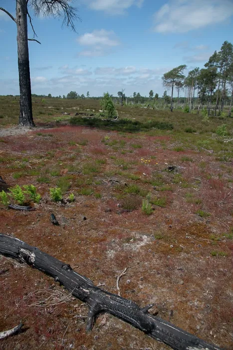 Framed Print : Re-growth of heathland vegetation following major fire three years prior, Thursley Common National Nature Reserve, Surrey, UK. June, 2023 Framed Print : Re-growth of heathland vegetation following major fire three years prior, Thursley Common National Nature Reserve, Surrey, UK. June, 2023