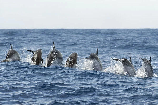 Rear view of Atlantic spotted dolphins (Stenella frontalis) porpoising, Pico, Azores