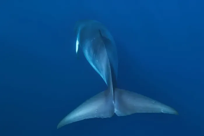Framed Print : Rear view of Dwarf minke whale, thought to form a yet-to-be named sub-species of