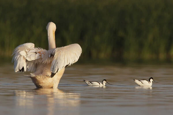 Rear view of an Eastern white pelican (Pelecanus onolocratus) stretching its wings