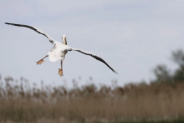 Rear view of Eastern white pelican (Pelecanus onolocratus) in flight, about to land