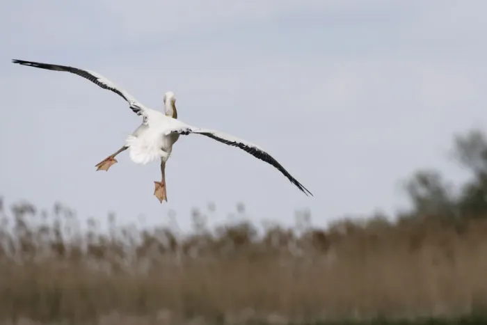 Framed Print : Rear view of Eastern white pelican (Pelecanus onolocratus) in flight, about to land Framed Print : Rear view of Eastern white pelican (Pelecanus onolocratus) in flight, about to land