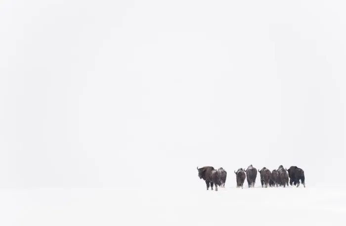 Framed Print : Rear view of European bison (Bison bonasus) in agricultural field, Bialowieza NP Framed Print : Rear view of European bison (Bison bonasus) in agricultural field, Bialowieza NP