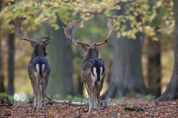 Rear view of two Fallow deer (Dama dama) bucks, Klampenborg Dyrehaven, Denmark, October