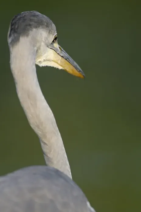 Framed Print : Rear view of Grey heron (Ardea cinerea) Elbe Biosphere Reserve, Lower Saxony, Germany Framed Print : Rear view of Grey heron (Ardea cinerea) Elbe Biosphere Reserve, Lower Saxony, Germany