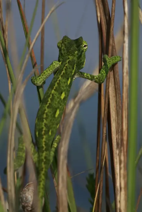 Framed Print : Rear view of juvenile African chameleon (Chamaeleo africanus) climbing, Southern The Peloponnese Framed Print : Rear view of juvenile African chameleon (Chamaeleo africanus) climbing, Southern The Peloponnese