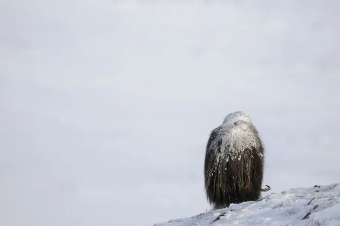 Framed Print : Rear view of Muskox (Ovibos moschatus) grazing with snow on its back, Dovrefjell National Park Framed Print : Rear view of Muskox (Ovibos moschatus) grazing with snow on its back, Dovrefjell National Park