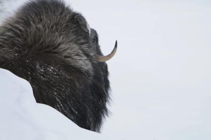 Framed Print : Rear view of Muskox (Ovibos moschatus) behind snow bank, Dovrefjell National Park Framed Print : Rear view of Muskox (Ovibos moschatus) behind snow bank, Dovrefjell National Park