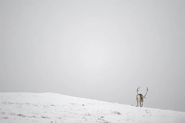 Rear view of Reindeer (Rangifer tarandus) in snow, Forollhogna National Park, Norway
