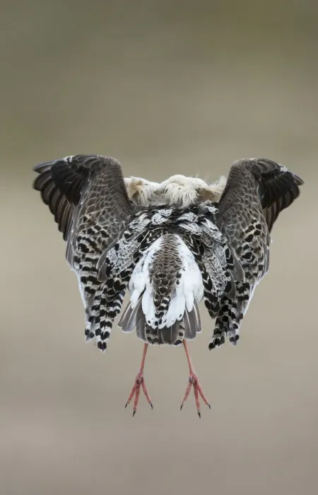 Framed Print : Rear view of Ruff (Philomachus pugnax) in full display at the lek. Varanger, Finmark Framed Print : Rear view of Ruff (Philomachus pugnax) in full display at the lek. Varanger, Finmark