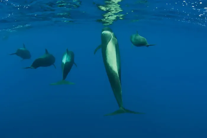 Framed Print : Rear view of five Shortfin pilot whales (Globicephala macrorhynchus) just below the surface Framed Print : Rear view of five Shortfin pilot whales (Globicephala macrorhynchus) just below the surface