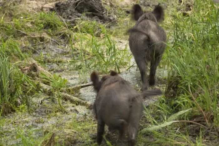 Framed Print : Rear view of two Wild boars (Sus scrofa) crossing swamp, Gornje Podunavlje Special Nature Reserve Framed Print : Rear view of two Wild boars (Sus scrofa) crossing swamp, Gornje Podunavlje Special Nature Reserve